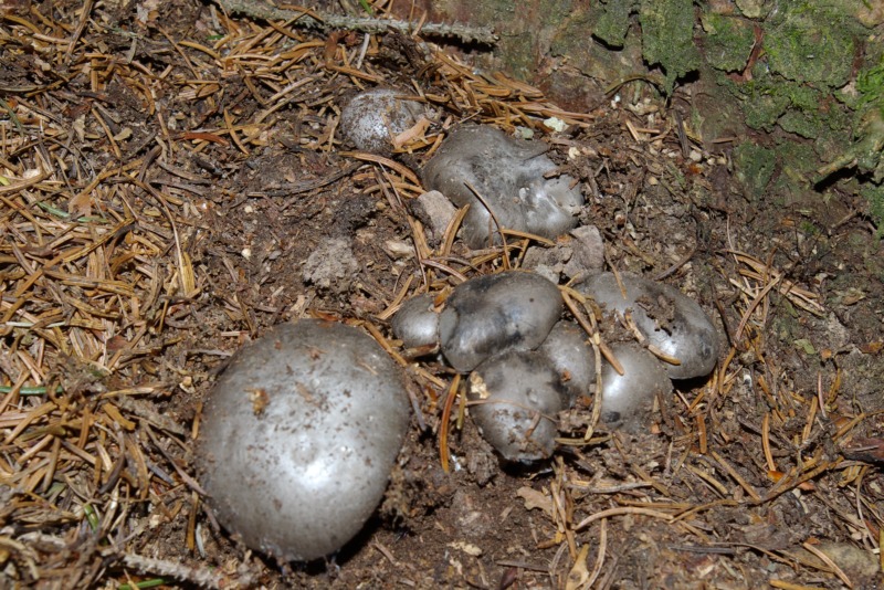 Finalmente li ho trovati.